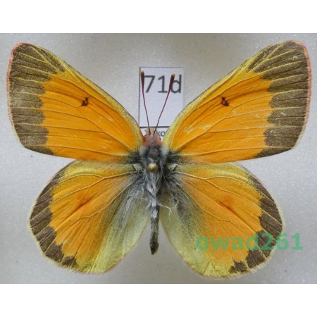 Colias hecla Lefebvre, 1836 male Canada71d
